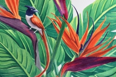 Bird of paradise