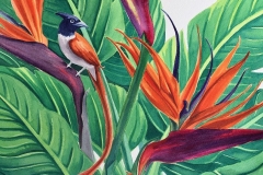 Birds-of-paradise