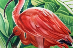 Scarlet-Ibis