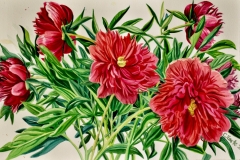 Chinese-Peonies