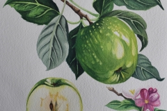 Green Apple