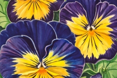 Pansy