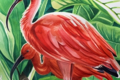 Scarlet Ibis