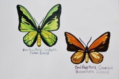 Butterfly study 1
