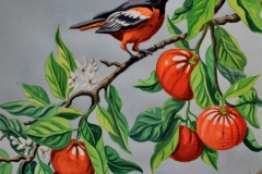 clementines and oriole