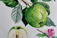 Green Apples