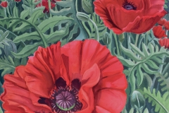 wild-poppies-web