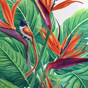 Bird of paradise