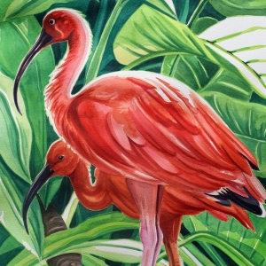 Scarlet-Ibis