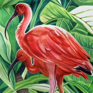 Scarlet-Ibis Scarlet-Ibis