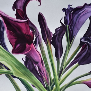 Calla-Lillys-web Calla-Lillys-web
