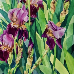 Iris-Garden