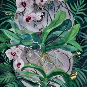 Wild-Orchids