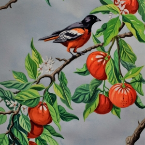 clementines and oriole