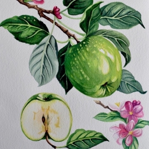 Green Apples Green Apples